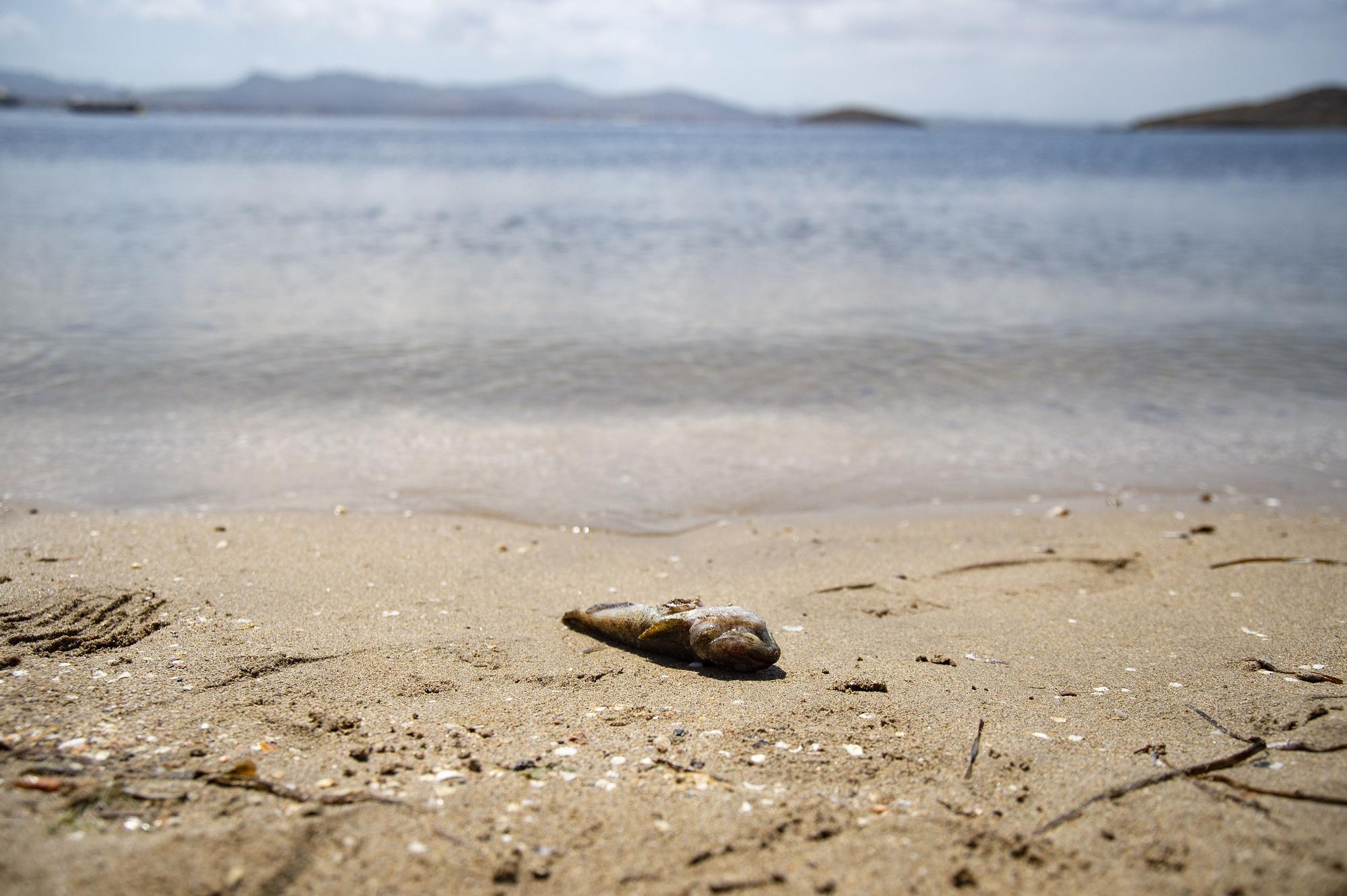 Peces muertos en la playa de la Isla, en La Manga