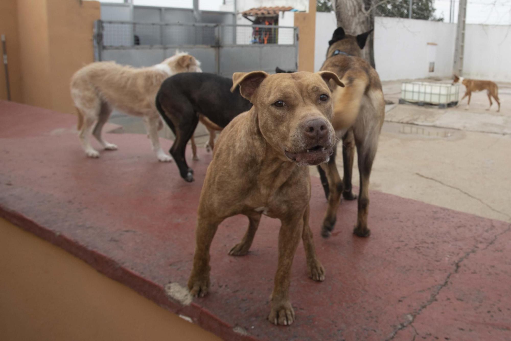 La protectora Spax de Xàtiva cuenta con una "manada" estable de más de 100 animales