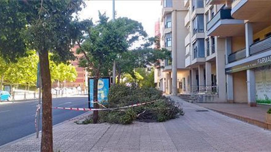 Salaya defiende acciones &quot;coactivas&quot; contra los incívicos con el arbolado