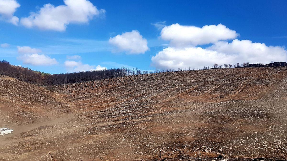 Retirada de madera quemada en la Sierra de la Culebra.