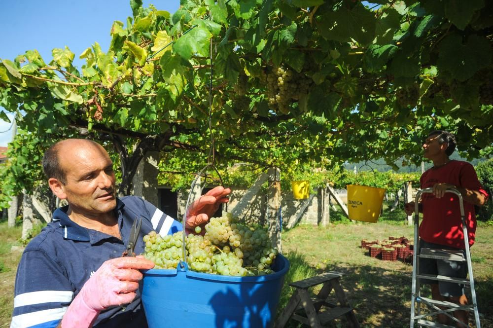 Primer fin de semana de vendimia en Rías Baixas