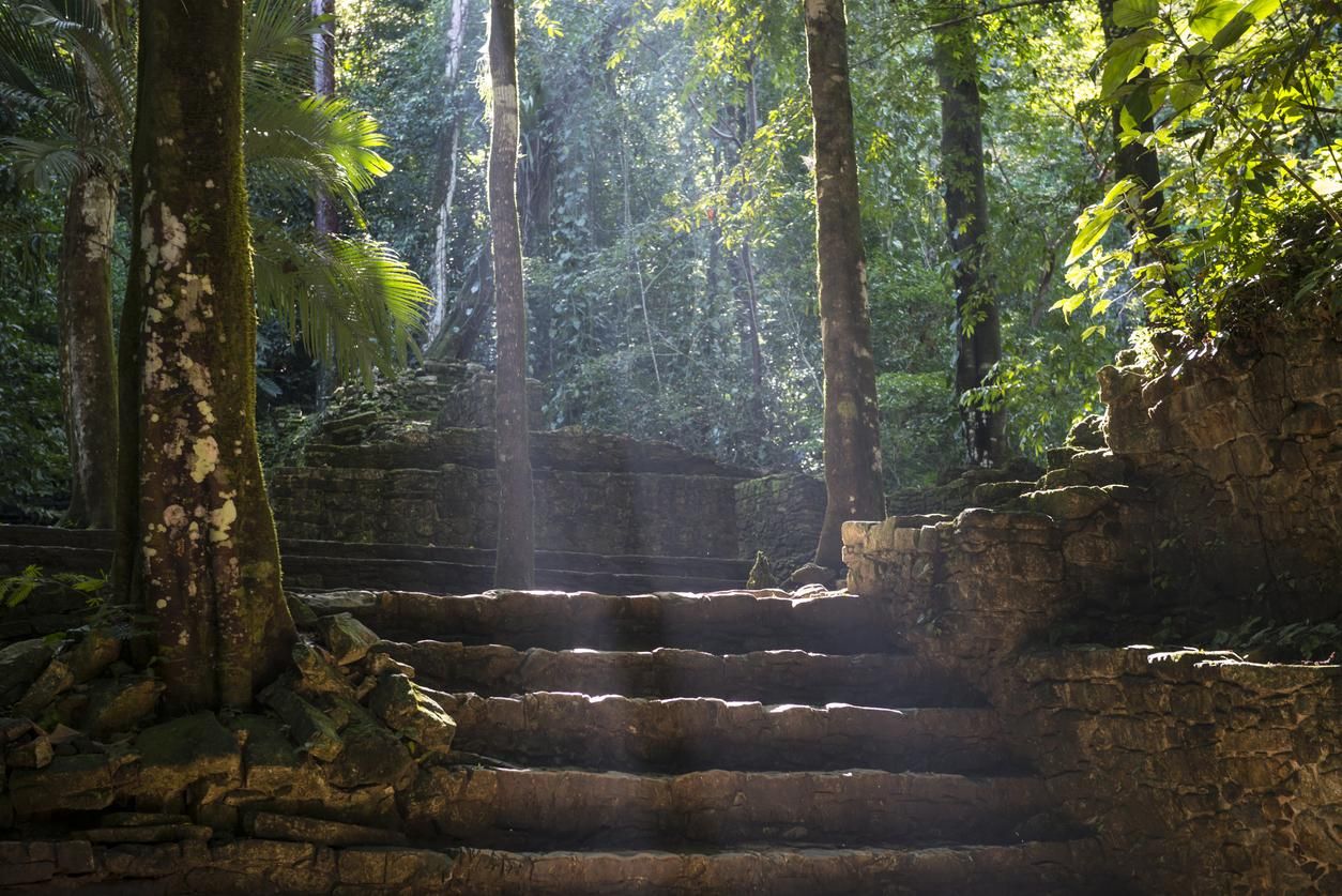 Selva de Palenque, en México.
