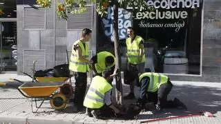 Ecologistas en Acción Córdoba rechaza la pavimentación de los alcorques con resina drenante