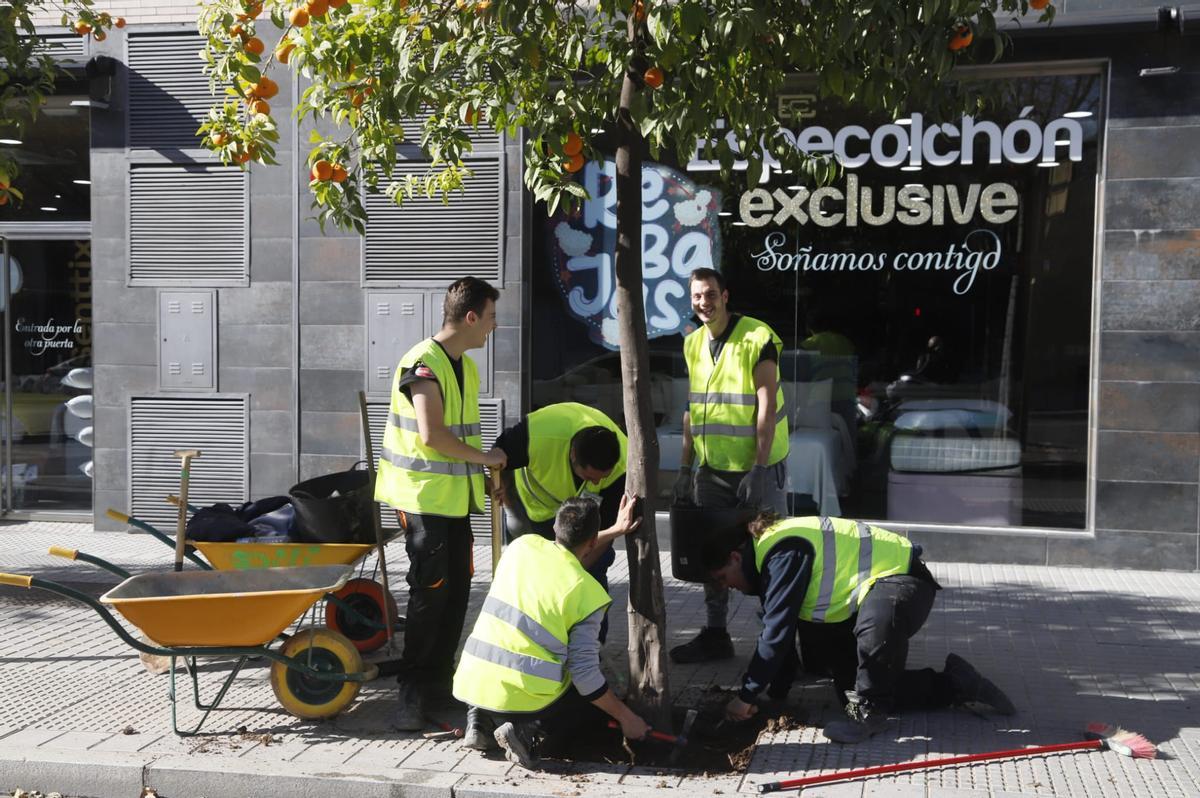 Empleados trabajando en los alcorques en Córdoba.