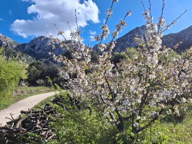 Florecen los cerezos: paisaje moteado de blanco en la Vall de Gallinera (imágenes)