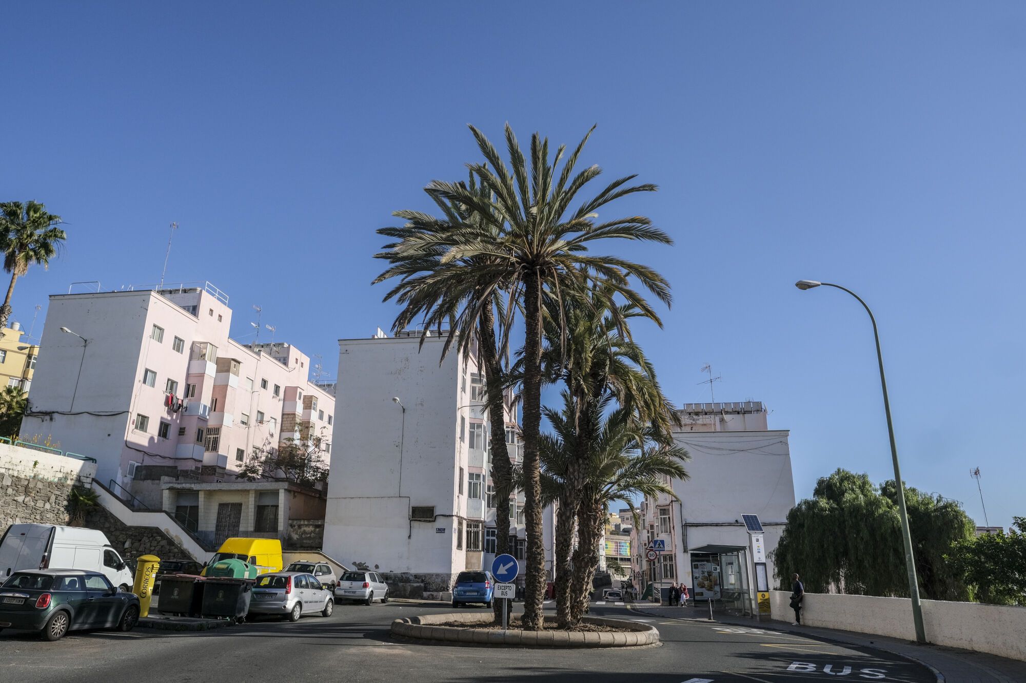 FOTOS | Árboles singulares en Ciudad Alta, en Las Palmas de Gran Canaria