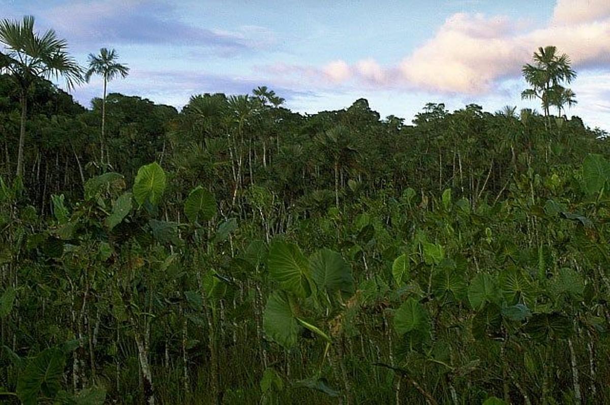 Pantano en la cuenca del Amazonas.