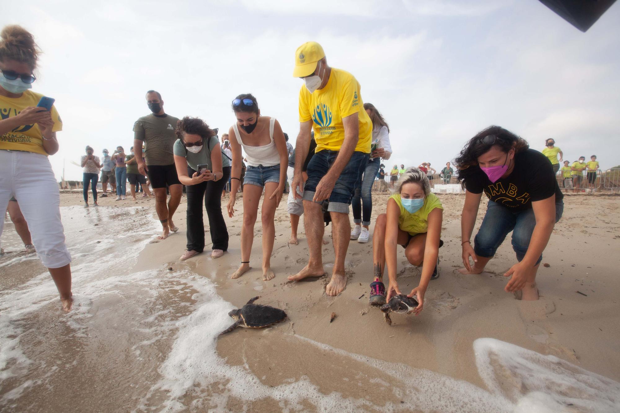 Ponen en libertad a las primeras tortugas nacidas en una playa de Ibiza