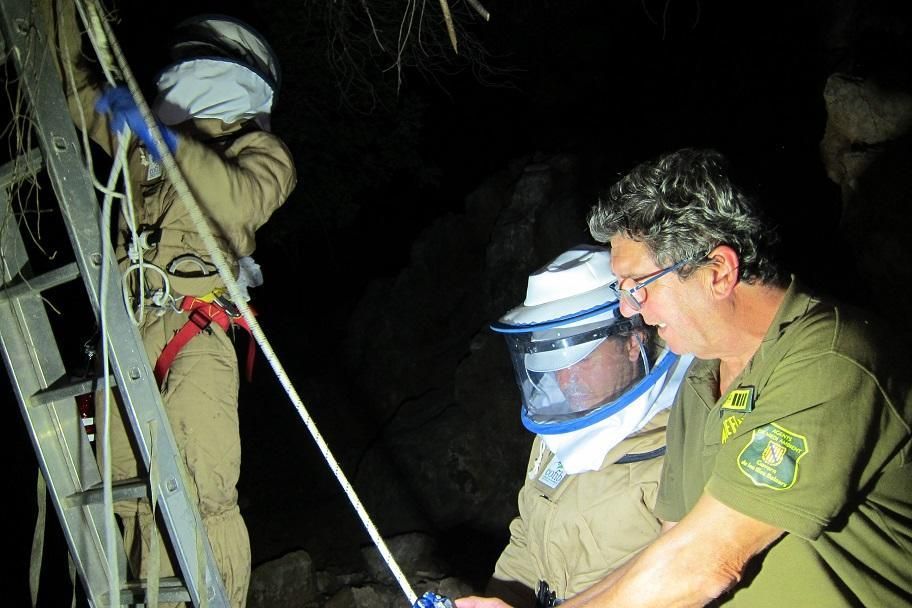 Ein zweites auf Mallorca entdecktes Nest der Asiatischen Hornisse ist zerstört worden. Experten machten das Nest der eingeschleppten Art, die vor allem für die Bienen eine Gefahr sind, in der Nähe von Sóller aus. Unsere Galerie zeigt auch das erste Nest sowie Exemplare der Hornisse.