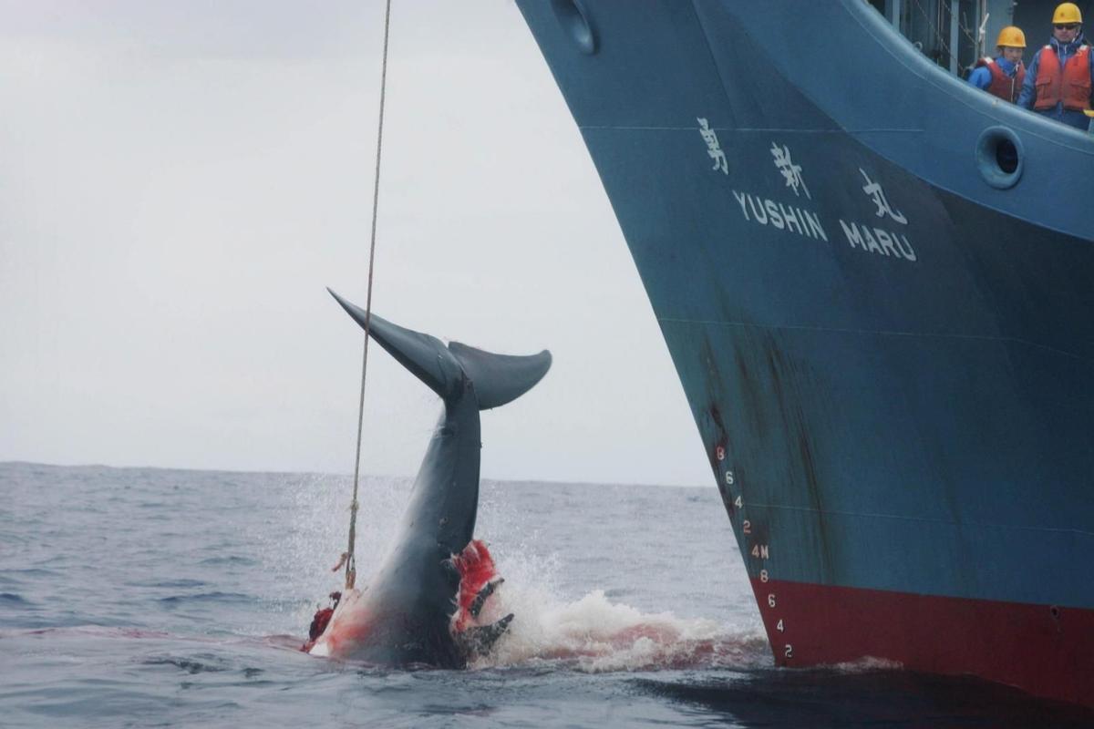 Japón es uno de los países que caza ballenas