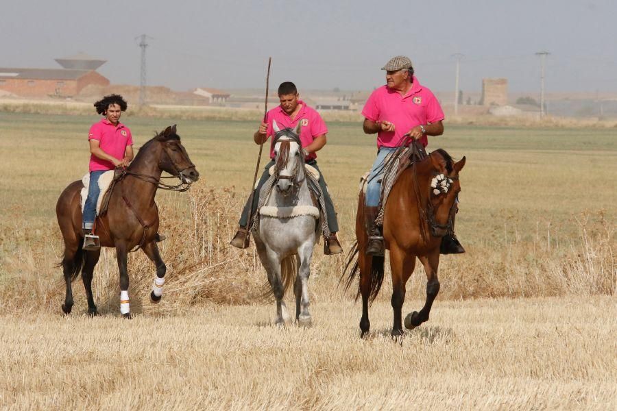 Fiestas en Zamora: Encierro en Villalpando