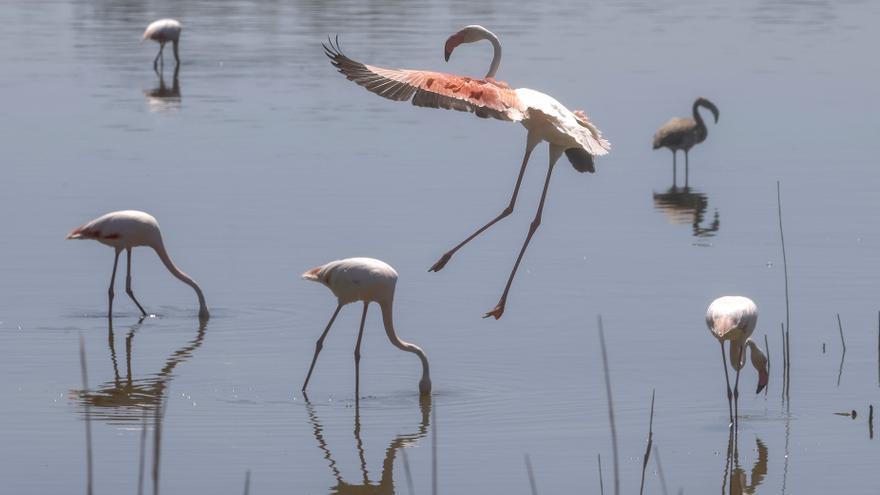 Cifra récord en l&#039;Albufera de València con 13.300 flamencos