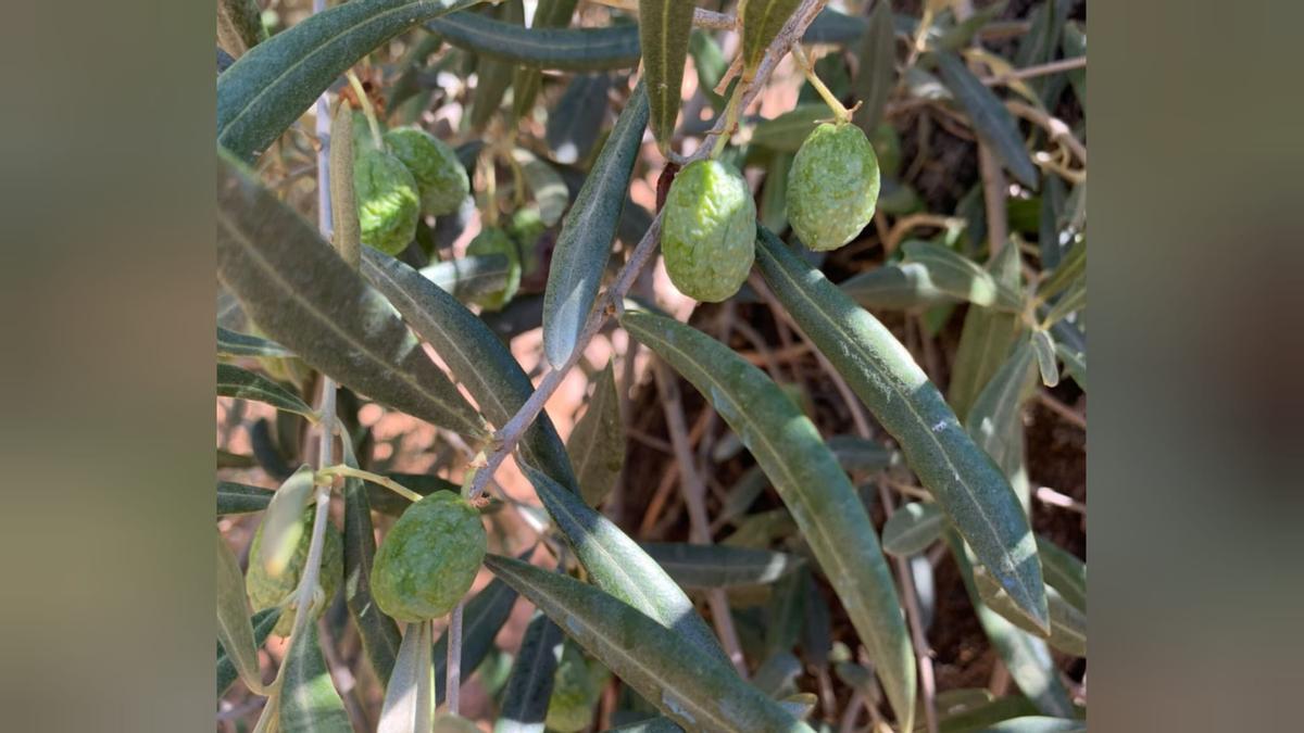 Aceituna arrugada en un olivar de Córdoba.