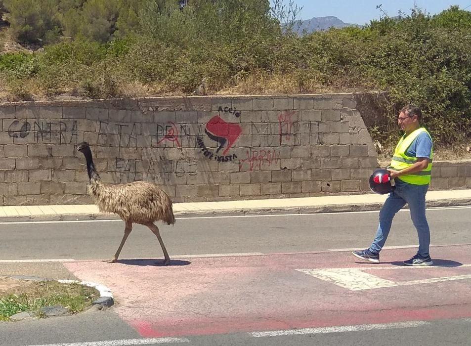 Avestruz suelto por Palma de Gandia