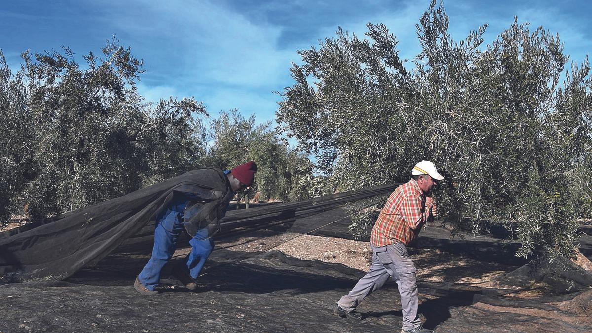 La presente campaña del olivar generará en la provincia de Córdoba en torno a 3,3 millones de jornales.