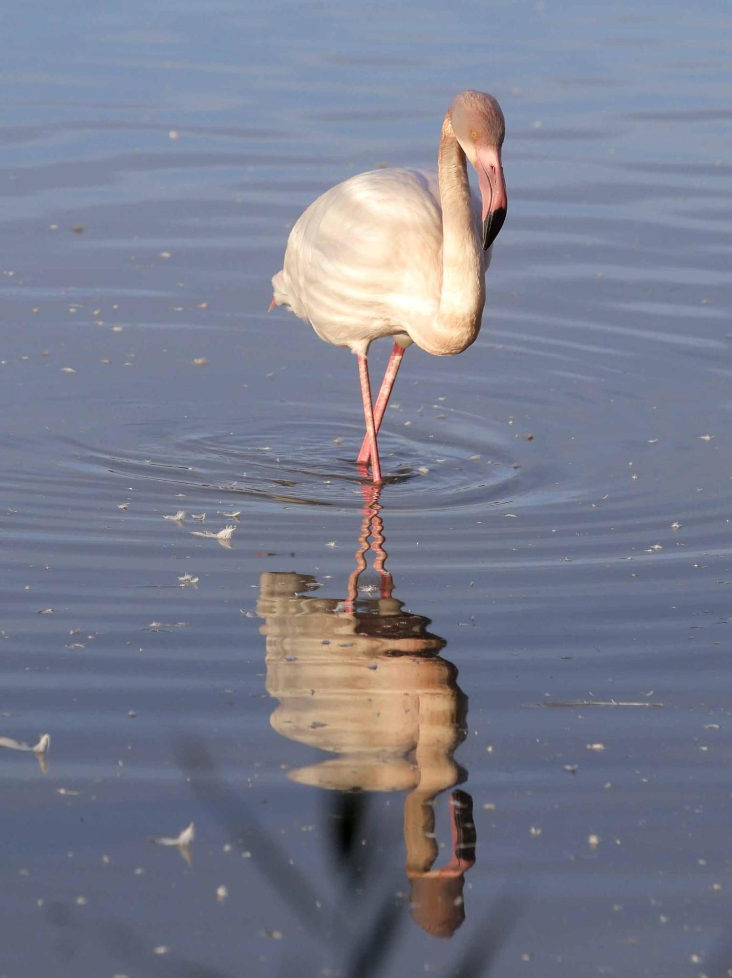 Los flamencos vuelven a L´Albufera para criar