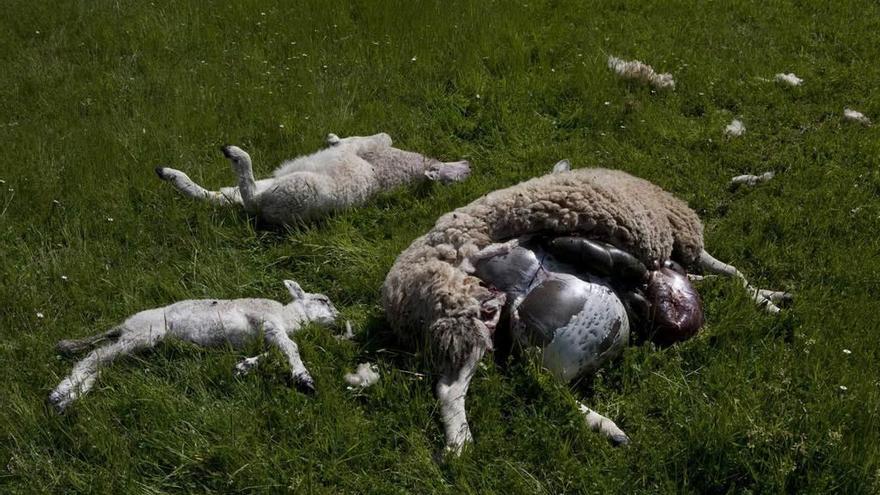 Tres de los animales atacados por los lobos en una finca de Ladines, en Sobrescobio.