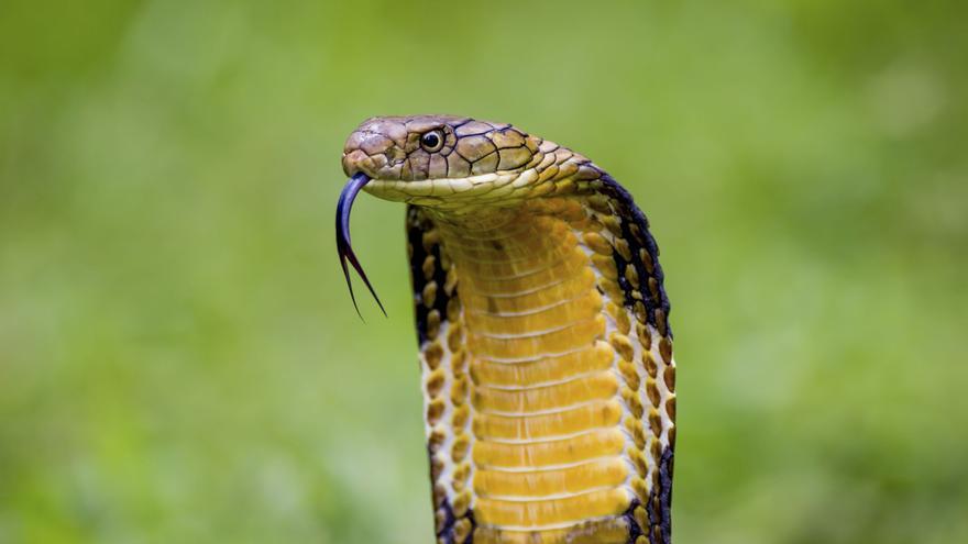 Los científicos, a un paso de lograr el antídoto universal contra las mordeduras de serpientes