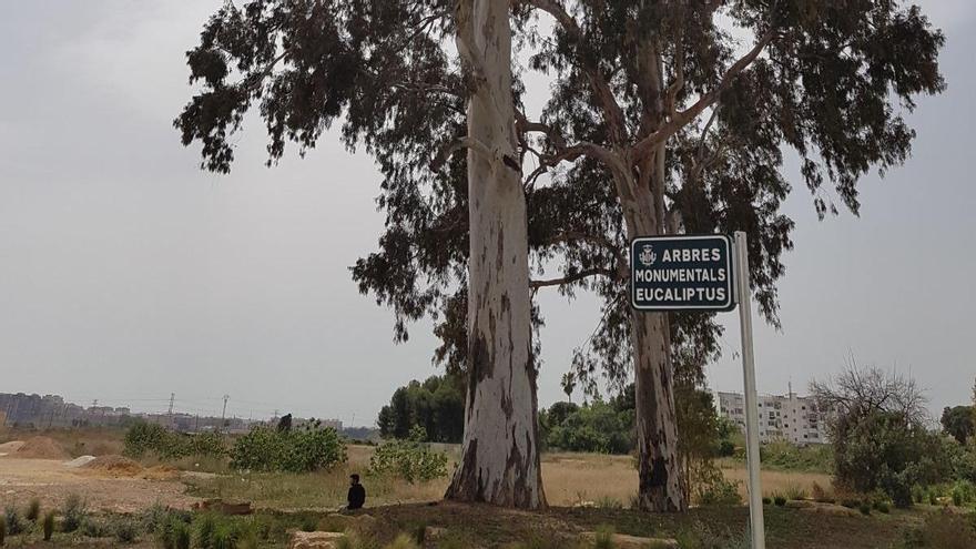 Árbol más alto de la provincia.