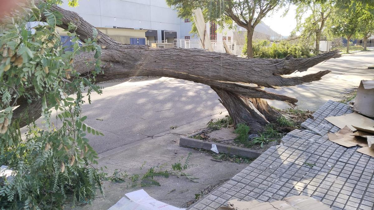 Árbol partido por el viento en el polígono Meses de Xàtiva.