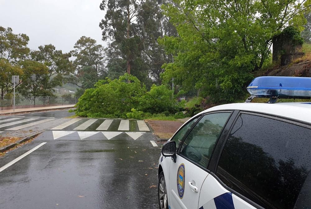 Árbol caído en Monteporreiro, en Pontevedra