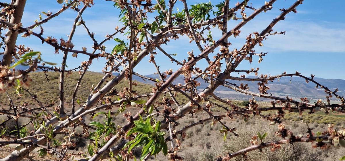 Daños de la sequía a los almendros de Caravaca de la Cruz.