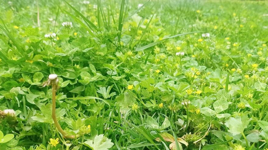 La presencia de vegetación sobre el suelo hace más sostenible este último recurso.