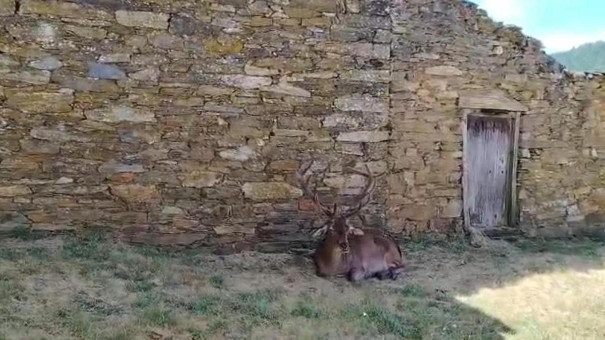 Una matrimonio madrileño acude a este pueblo de Zamora para visitar a un ciervo que es uno más de la localidad