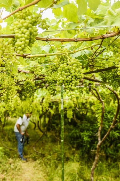 FINCA BODEGA LOS BERRAZALES