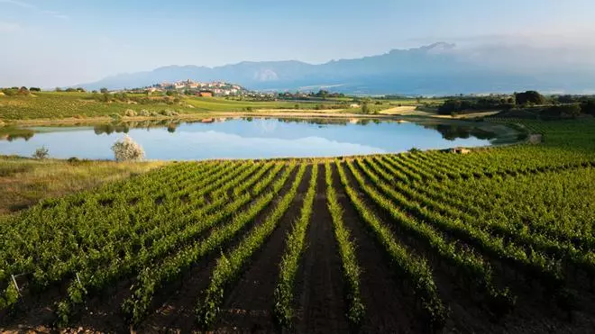 Un mar de viñedos medievales en una villa amurallada del siglo X