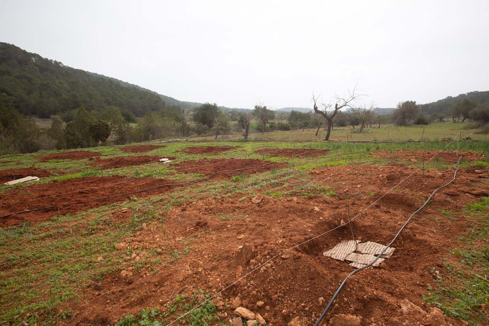 Higos en un bancal abandonado de Ibiza