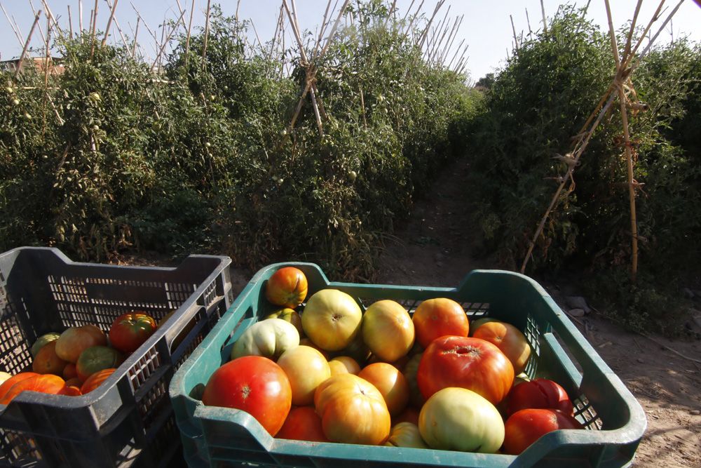 Tomate rosa de Alcolea, la joya de la huerta cordobesa