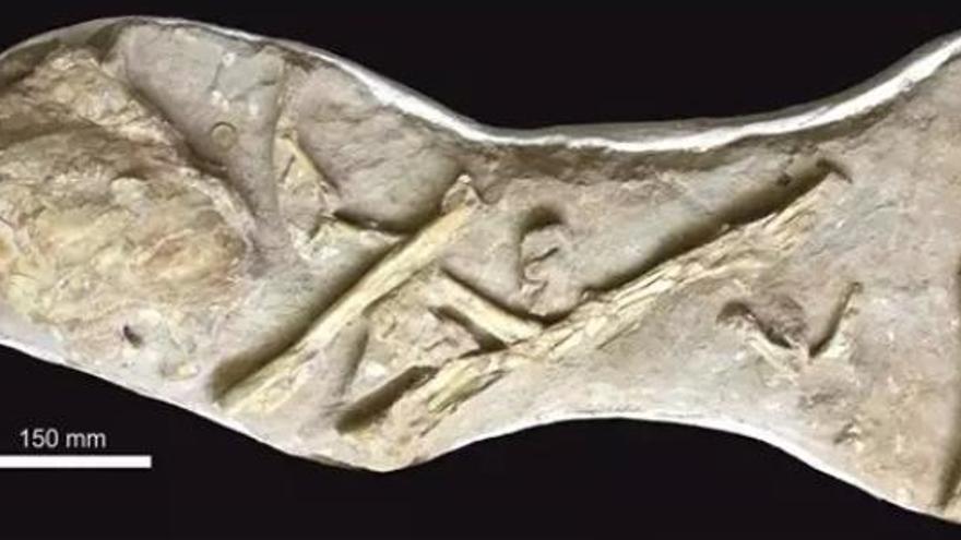 Descubren un fósil de pez ancestral tan grande que se atribuyó a un pterodáctilo