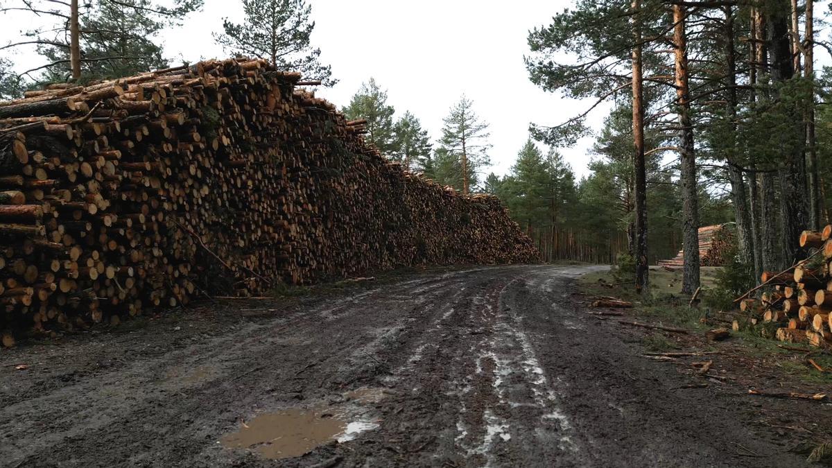 Denuncian talas masivas en el bosque del nacimiento del Tajo - Información