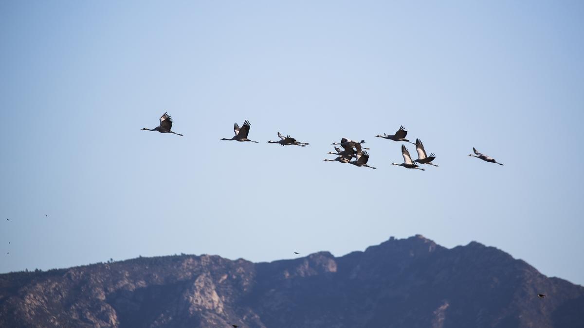 Pas de les grues, captar-les pot ajudar a estudiar millor les rutes migratòries