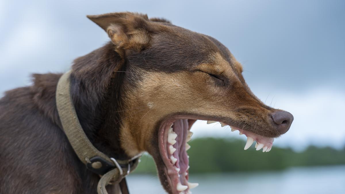 La raza de perro que no ladra: el Basenji.