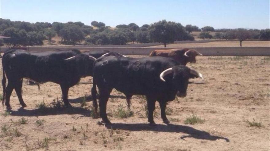 Julio Benítez &#039;El Cordobés&#039; y Manolo Bejarano, estrellas del cartel taurino