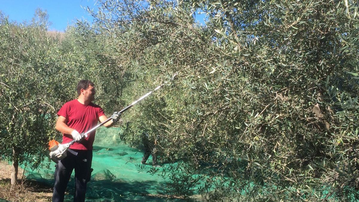 Un agricultor trabaja en el Alto Palancia en la recolección de olivas para producir aceite en una imagen de archivo.