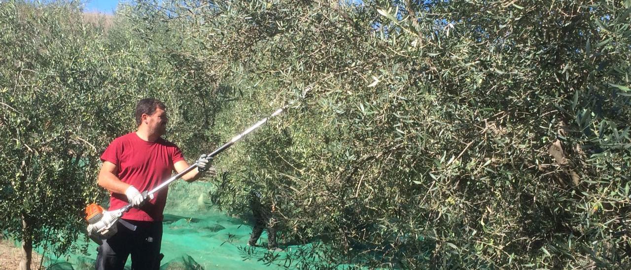 Un agricultor trabaja en el Alto Palancia en la recolección de olivas para producir aceite en una imagen de archivo.