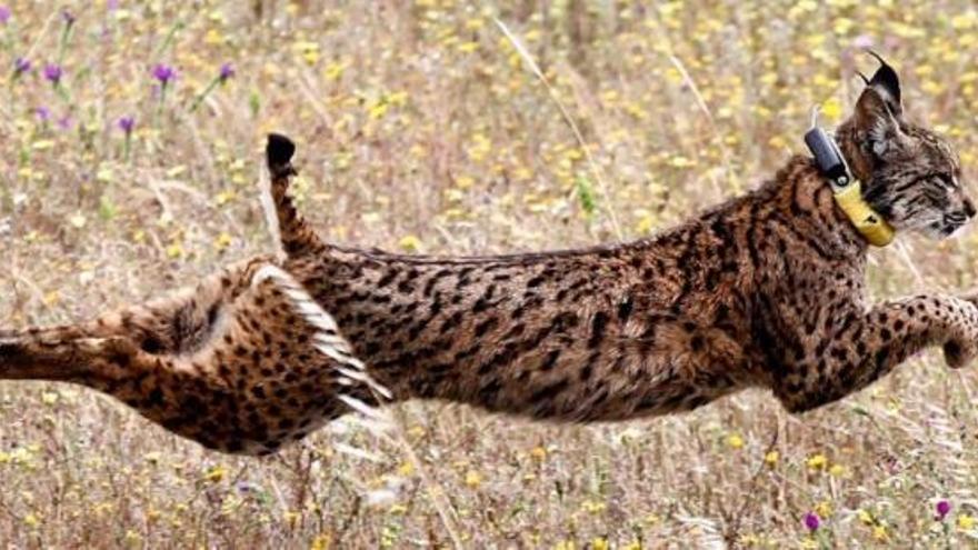 Un lince ibérico.