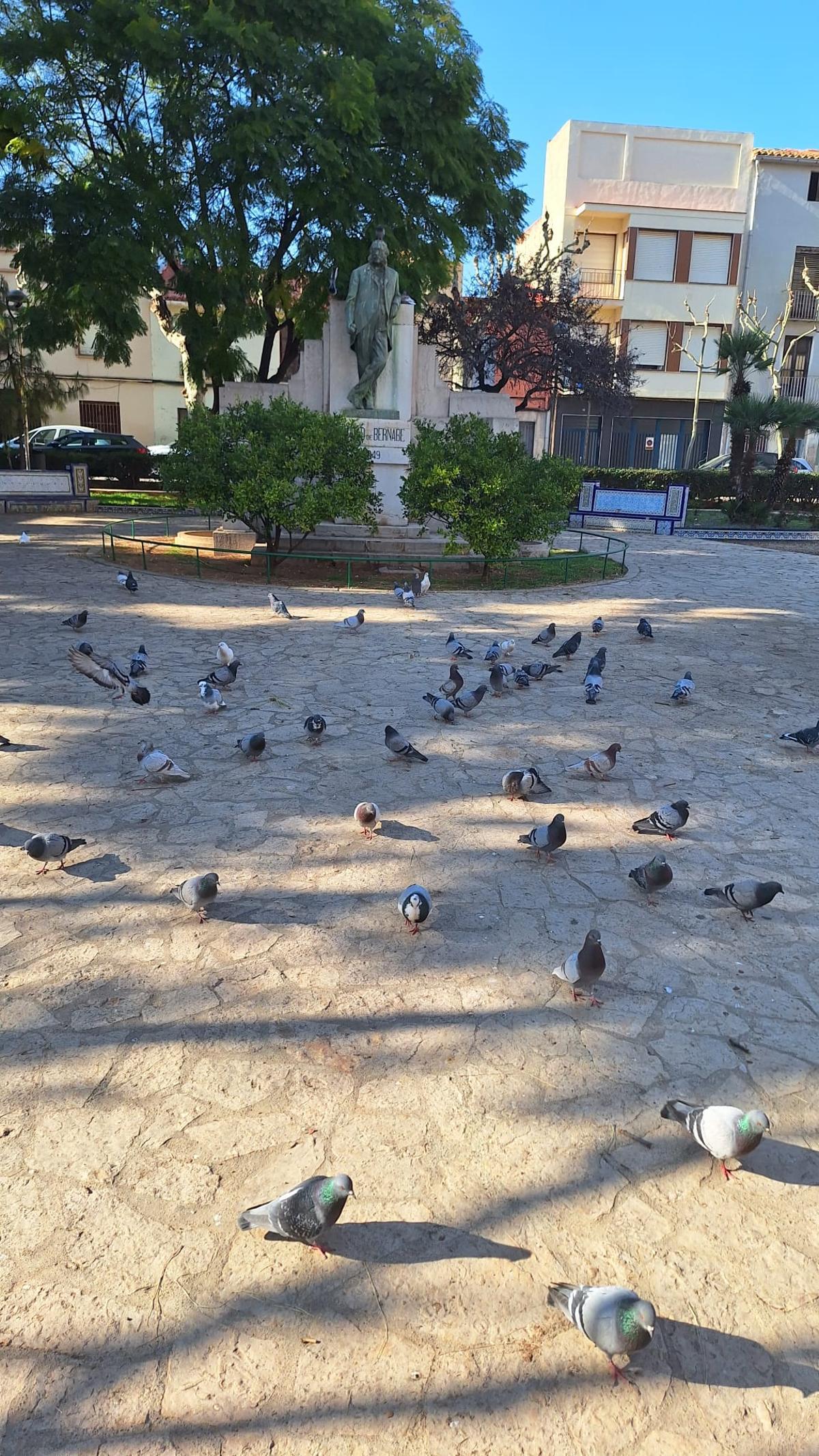 Fotogalería I Las palomas y tórtolas 'toman' el emblemático jardín de Sant Pasqual de Vila-real