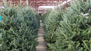 Abetos de Navidad en un vivero.