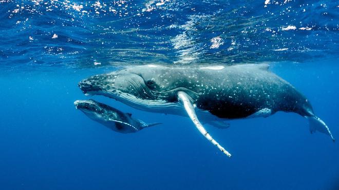 Ballena, cria de ballena