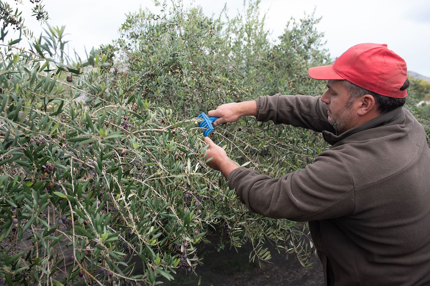 Altea recupera 150 hectáreas de olivos