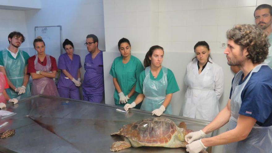 La Fundación Oceanogràfic expone sus trabajos en la Sociedad Española de Cetáceos