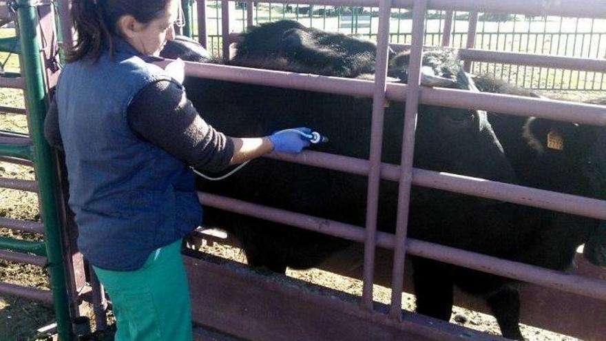 La Vega, única restringida por la lengua azul