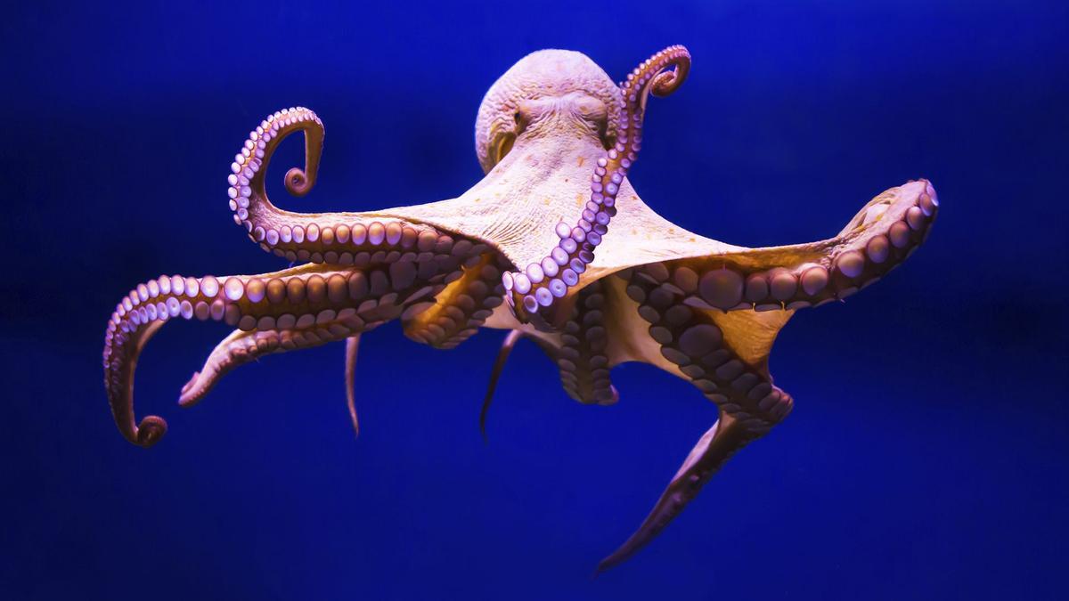 El pulpo huye hacia Gran Bretaña y abandona Galicia