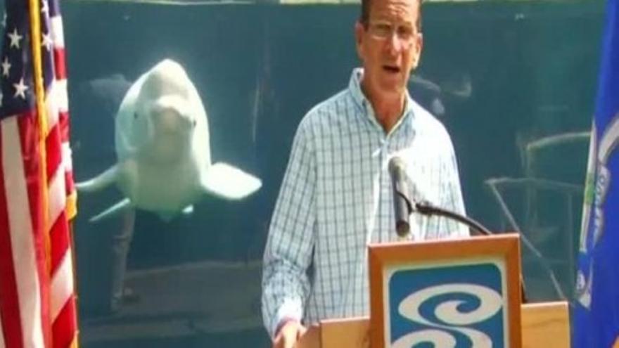 Una ballena sigue atenta el discurso del gobernador de Connecticut