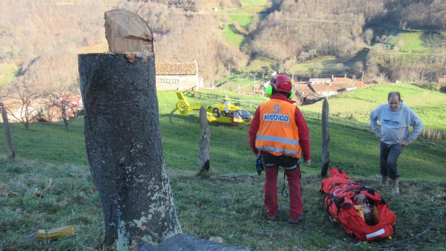 Evacúan en helicóptero a un hombre al que le cayó un árbol que talaba