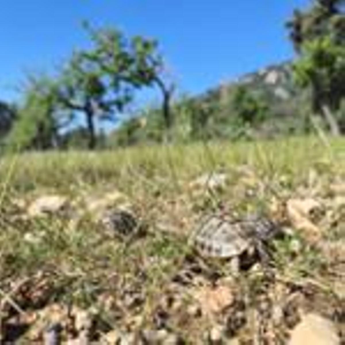 Liberan 15 tortugas moras en Calvià